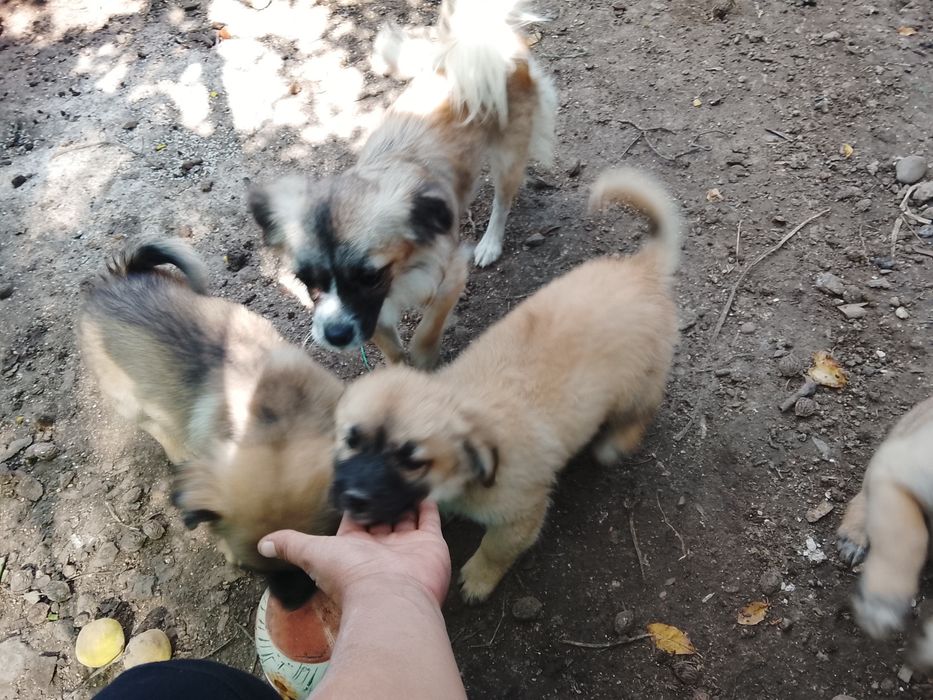 Donez      căței