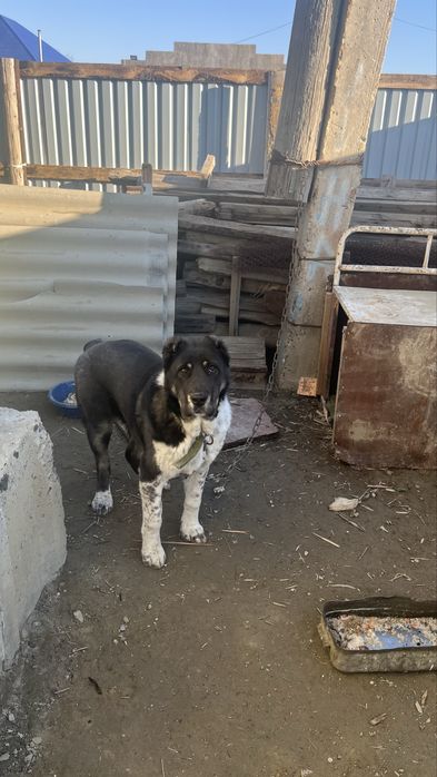 Таза қанды линясы жақсы төбет