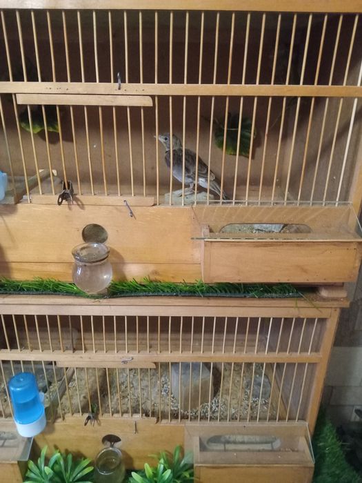 Певчая птица ЖАВОРОНОК.