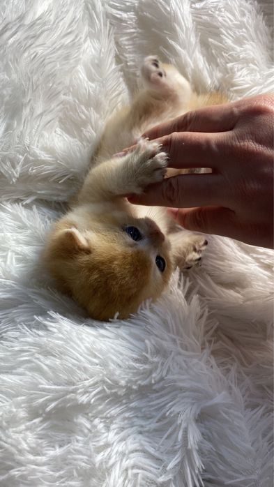 Ляльки сладкие