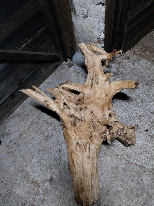 Декорация за градината- 2 корена от Дъб