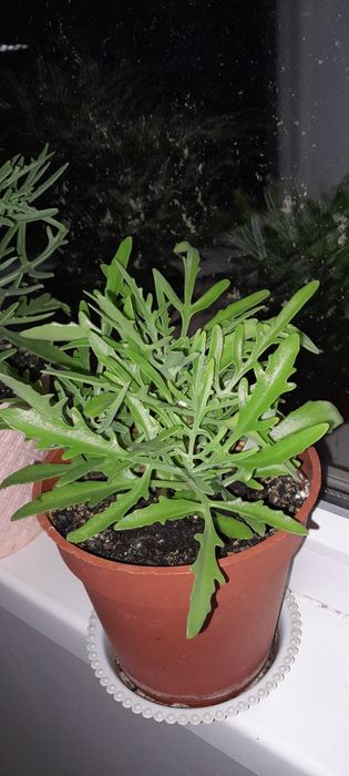 Герани, хлорофирум