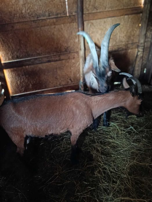 Ieduțe de vânzare alpine