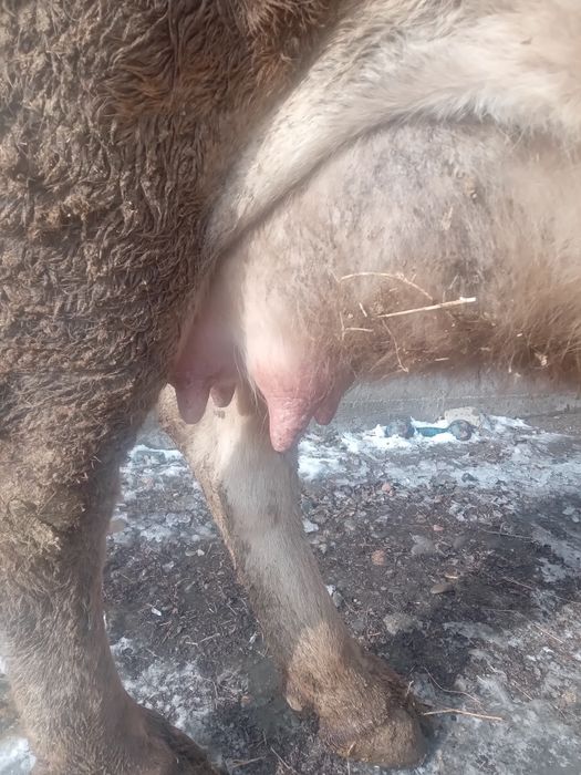 Бызау ургашы сатылады