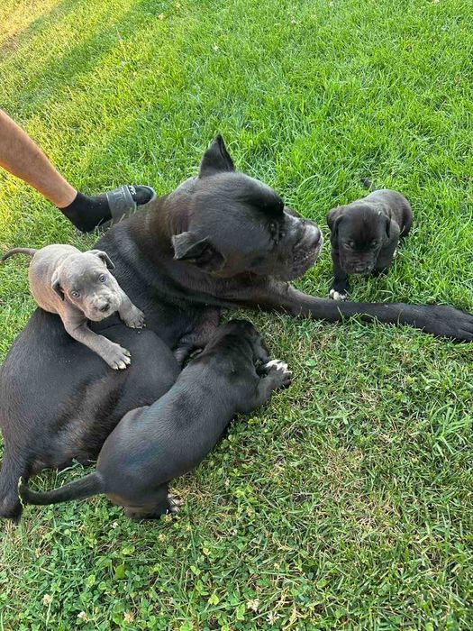 Кане Корсо, 3 дами търсят своя дом!