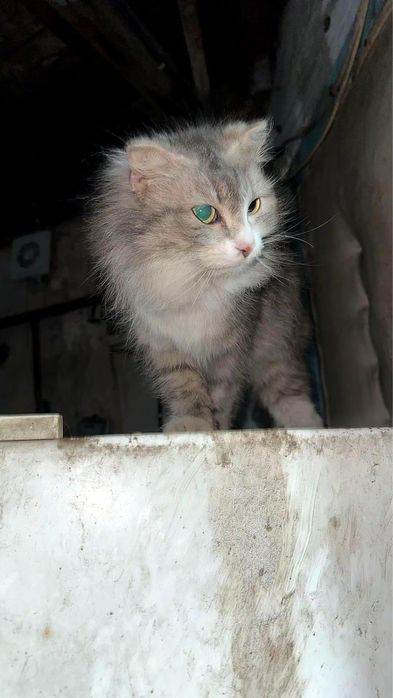 Отдам котиков в добрые руки