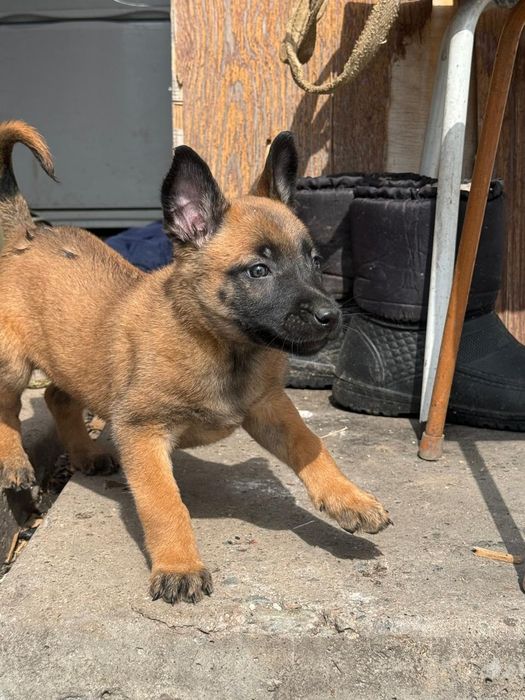 белгийский овчарка малинуа щенки