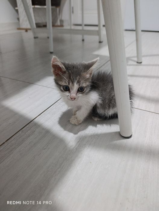 Котенок в добрые руки