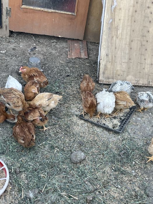 Vand pui rasa de carne si oua