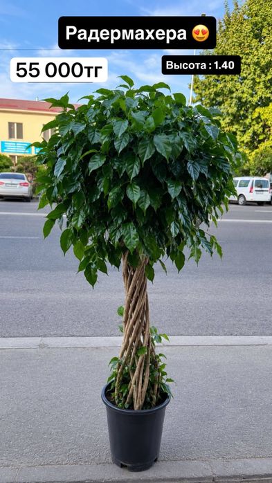 Комнатные деревья для дома и офиса.