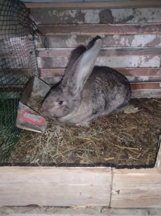 Flander quyon sotiladi