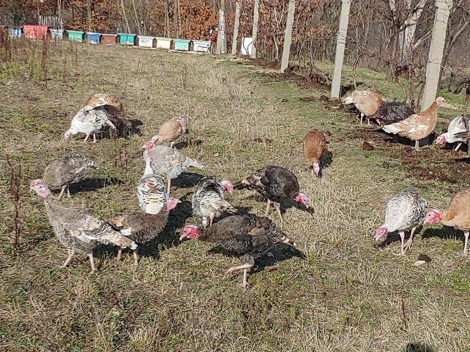 Curci curcani tineri