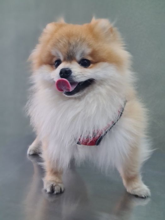 Frizerie canina,felina,cabinet veterinar Petroșani