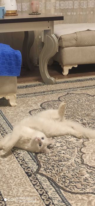 Кот.Турецкая ангора.