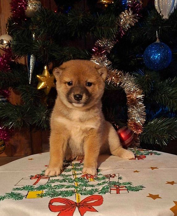 Шиба ину прекрасни кученца