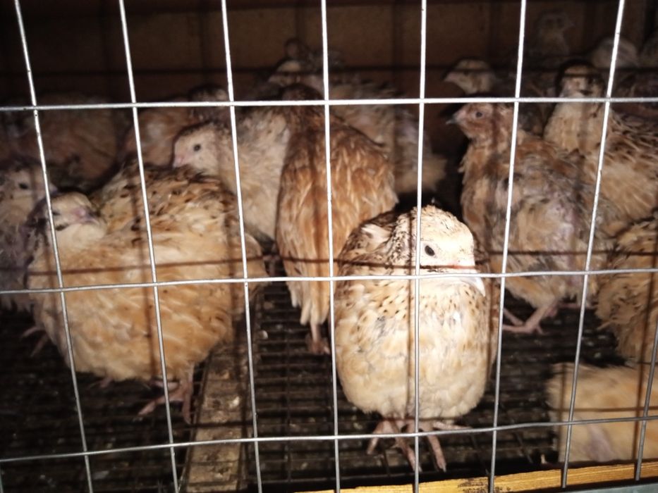 Перепела живые, несушки