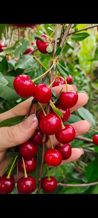 Срочно продам дачу Автомобилист