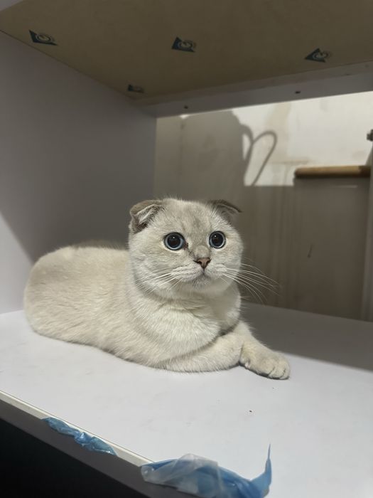 Шотландский вислоухий кот, голубые глаза