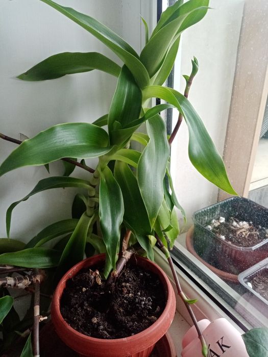 Продам растение Золотой ус