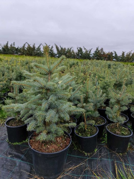 Lichidare STOC Brazi argintii 80 - 100 cm - 129 lei/buc (TVA inclus)