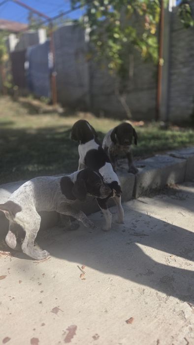 Rasă: Alte rase de caini