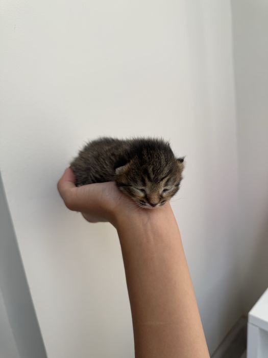 Котята шотланские