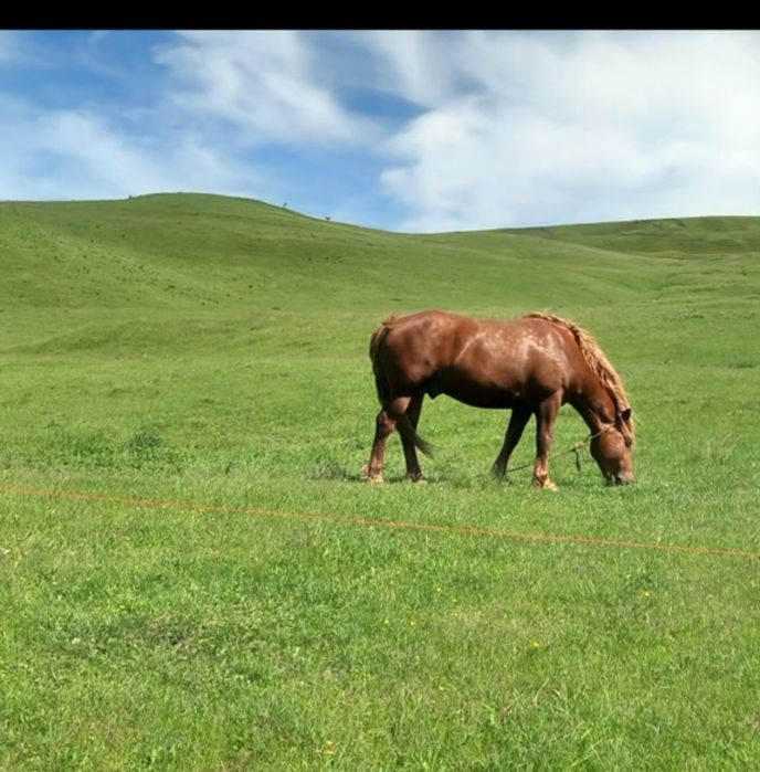 Mânz de vânzare  ...