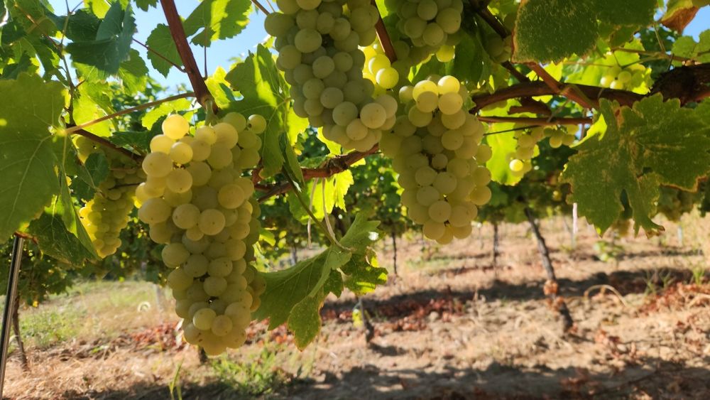 Struguri de vin și de masă din podgoriile proprii