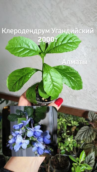 Комнатные растения