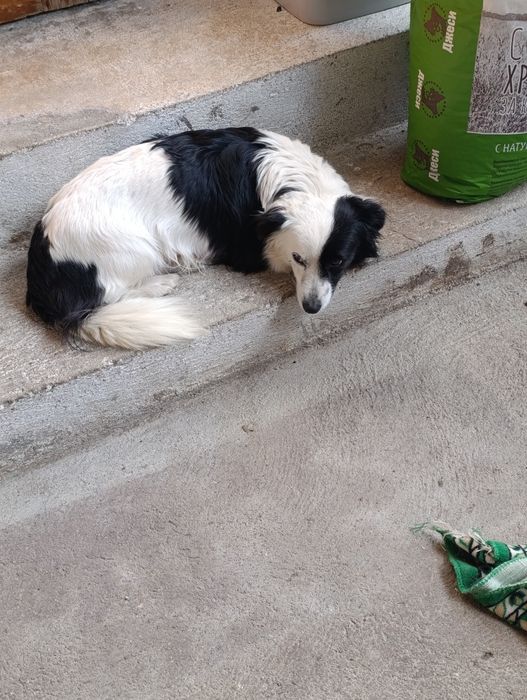 Подадат се малки кученца