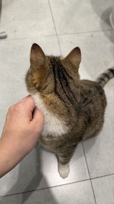 Ищем дом для кошечки