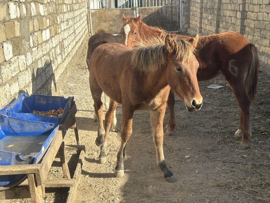 Лесби порно фильм