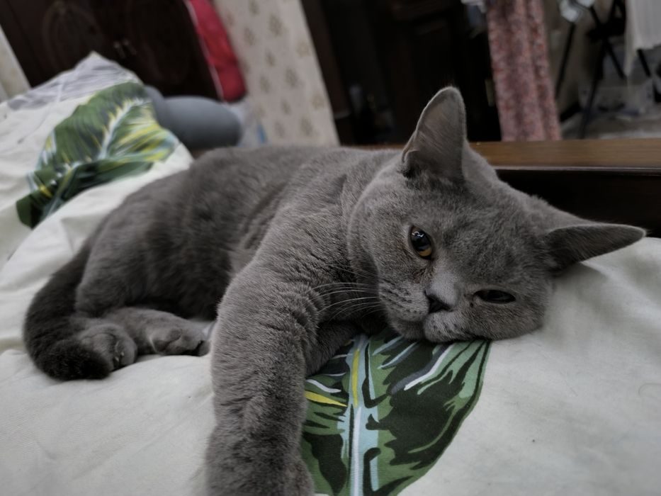 Keling, mushukni mushukka suramizmi?