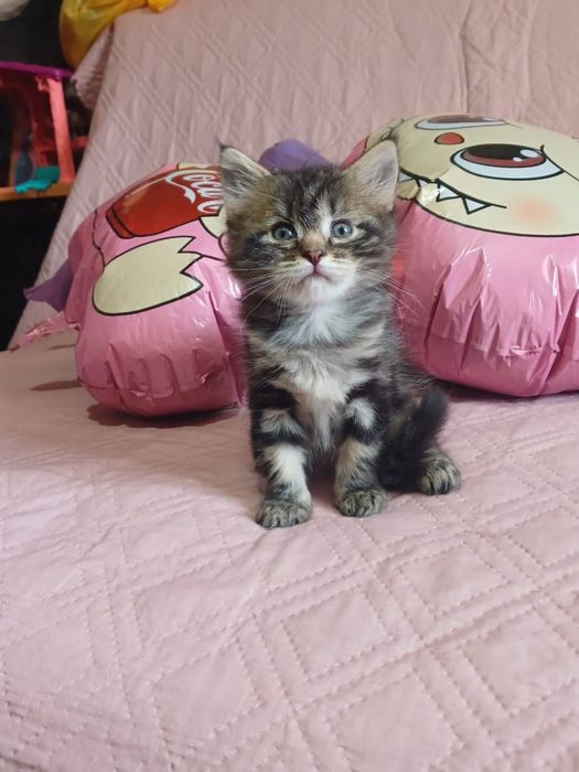 Отдам  котят девочки