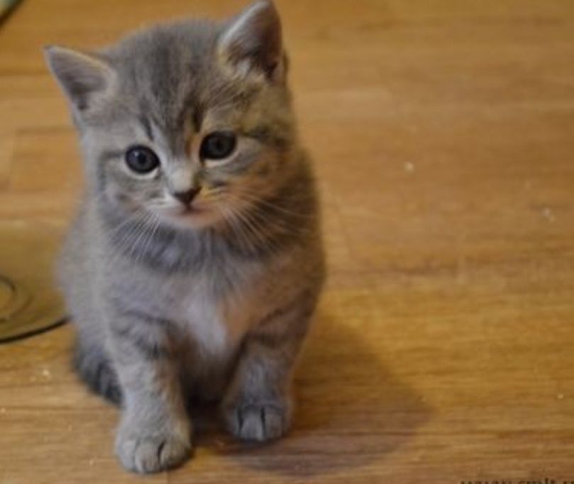 Британские девочки ласковые, 1.5 мес ходят в лоток