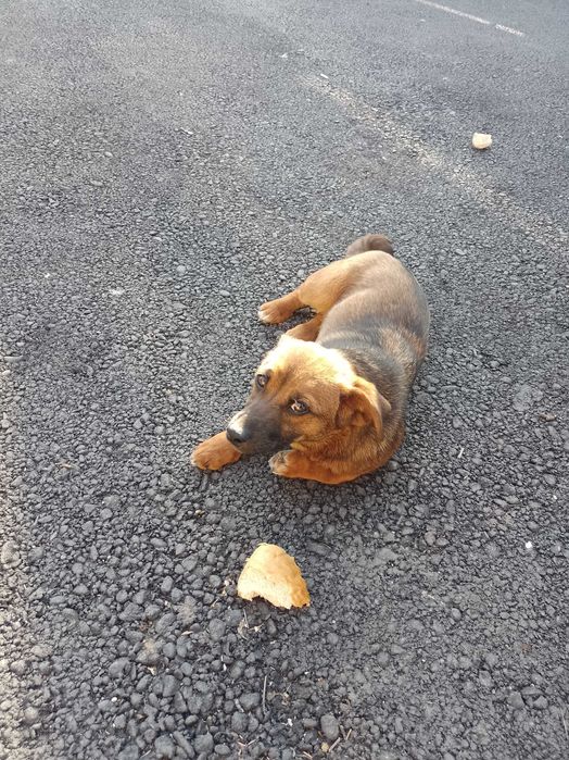 Câine de adoptat