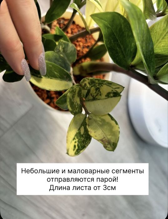 Замиокулькас шорт лив вариегатный