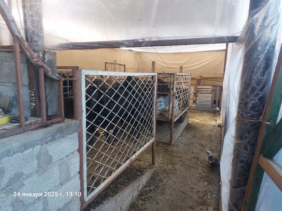 Продается мини ферма