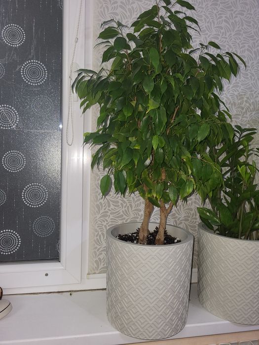 Фикус Бенджемина