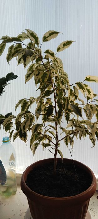 Цветы комнотные продам.