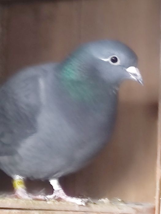 Vând porumbei de anul ăsta și bătrâni sau schimb lot de 30 bucati