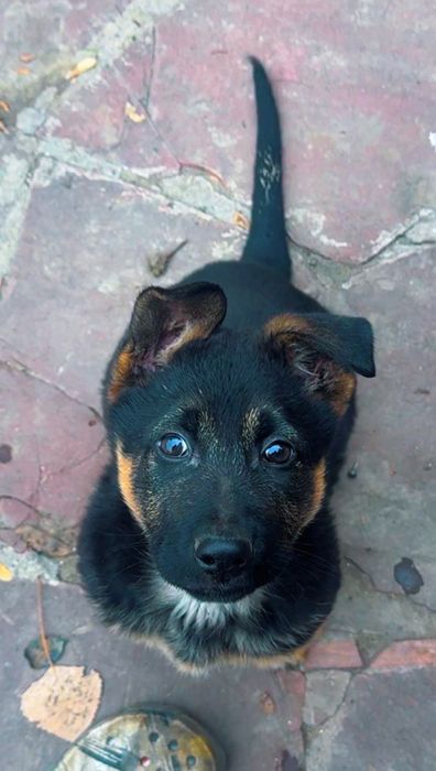 Продам щенка овчарку