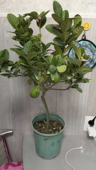 Продам лимонное дерево