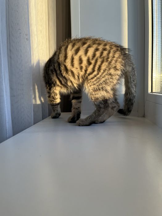 Отдам котенка(мальчик)