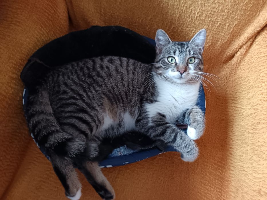 Мъжко коте търси дом