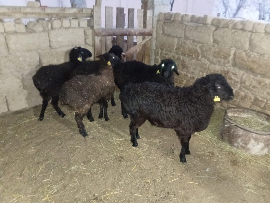 Бес бас Қошқар бар