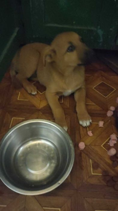 Отдам щеночка в добрые руки