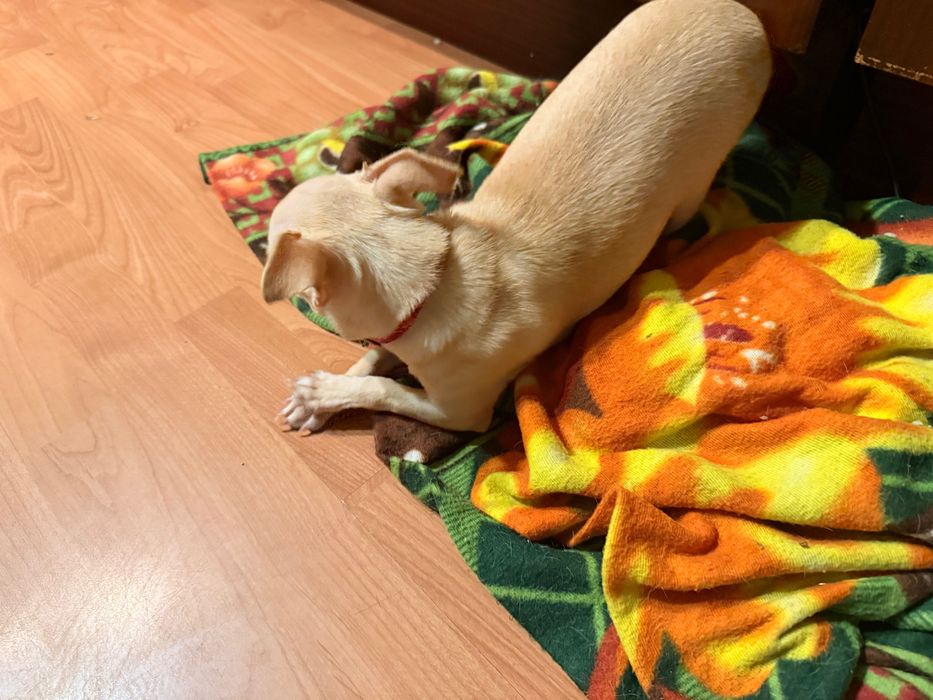 Продавам Чихуахуа