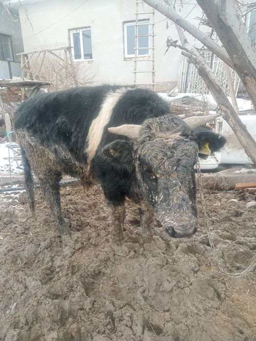 Бұқалар бордақы 3шт Кызылорда