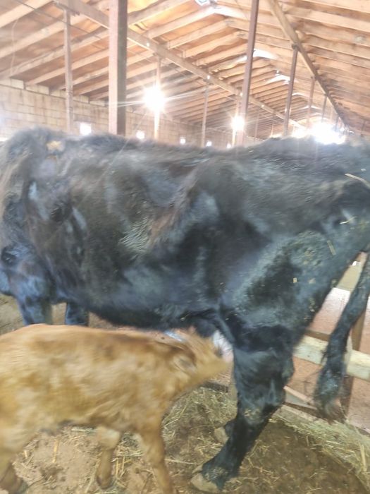 Продам корову 4 оттел